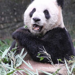 Panda-1