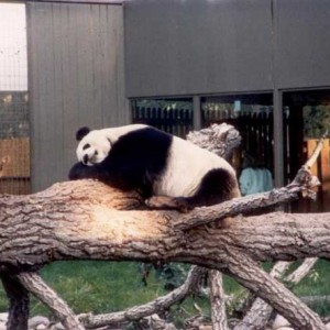 Panda-8