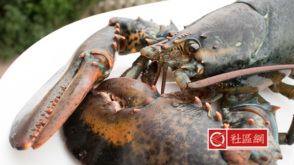 lobster-2
