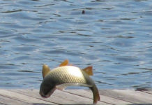 陈国治谈船板鱼