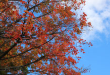 与小孩一道找寻秋天的颜色