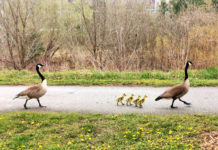 我的黑天鹅—天外来客