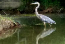 太惊艳:偶遇奇鹤!