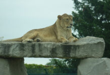 D说(428):疫情下与野生动物亲密接触