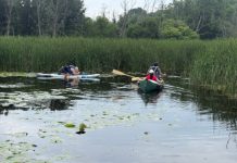 板行记(24):Cootes Paradise,难得的桨板运动天堂